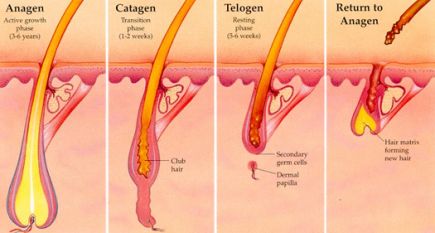 hair-growth-stages